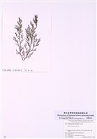 藏品(三叉仙菜)的圖片